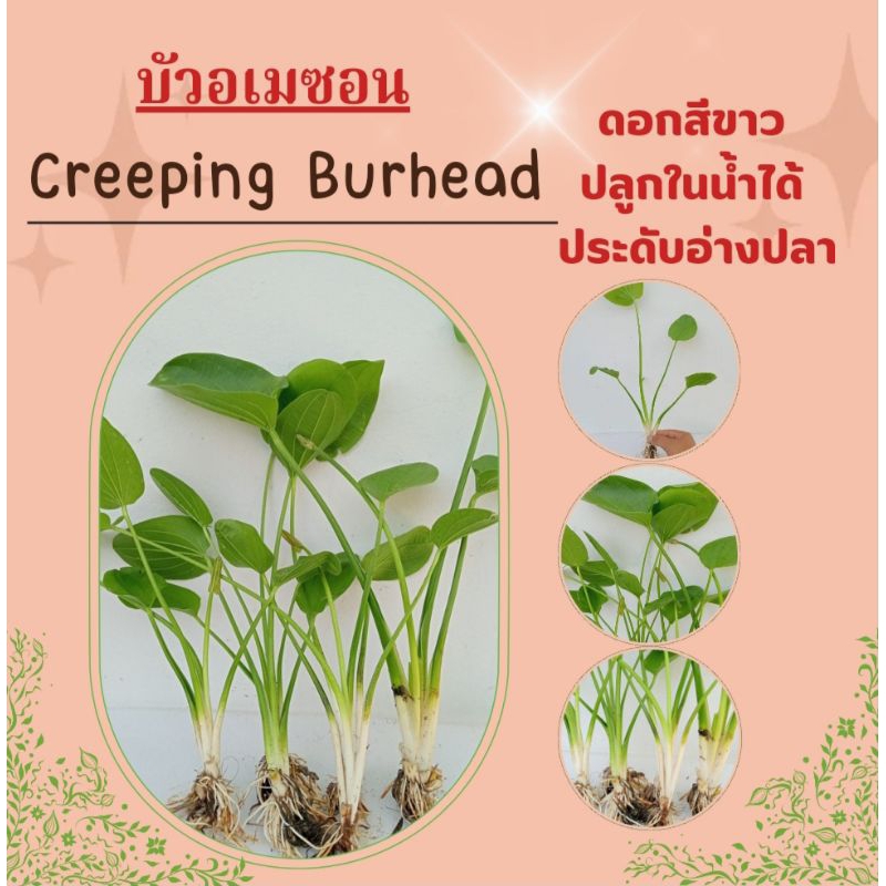 บัวอเมซอนดอกสีขาว Creeping burhead ประดับอ่างปลา | Shopee Thailand