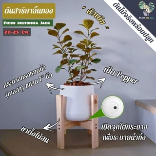 ต้นสาริกาลิ้นทอง "mistletoe fig" (ตัวเมีย,ตัวผู้) พร้อมกระถางเลือกแบบได้+จานรอง+เม็ดPopper+ขาตั้ง (ต้นไม้มงคล)