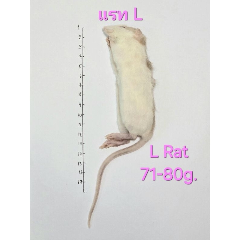 [ส่งด่วน] หนูแรทแช่แข็ง หนูแช่แข็ง หนูเหยื่อ Frozen Rat รวมไซส์ SS-XL ...