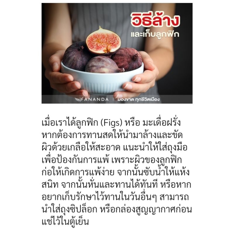 ต้นฟิกซ์ ต้นมะเดื่อฝรั่งBTM6 ญี่ปุ่น Japan fig บราวน์ตุรกี ผลไม้ ผัก ...