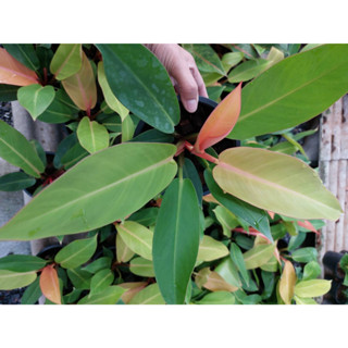 กุมารแดงเรียกทรัพย์ /ฟิโลเดนดรอน​ /เชอร์รี่เรด/(Philodendron Cherry Red) ไม้มงคล ส่ง​พร้อมกระถาง6นิ้ว