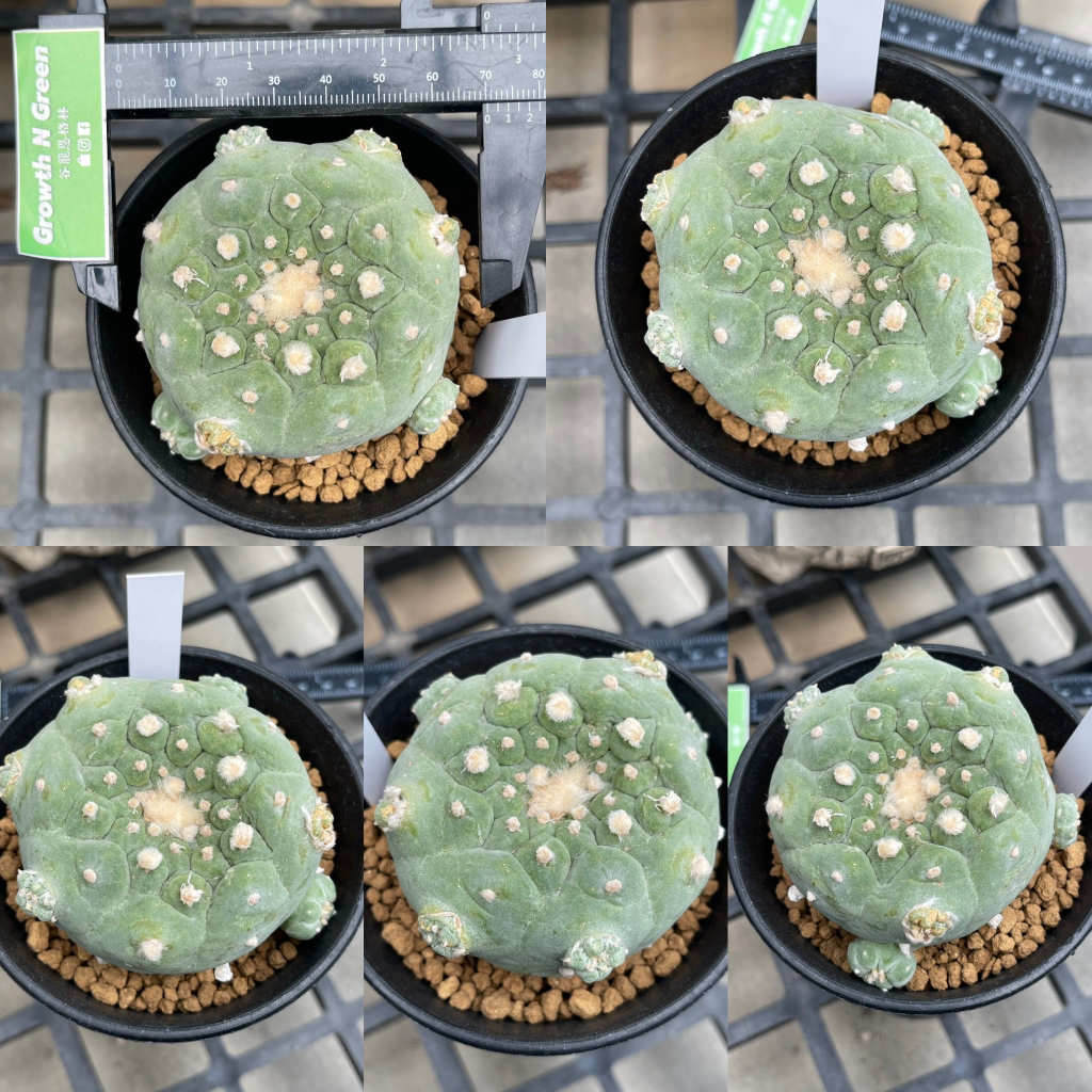 โลโฟโฟร่า-ฟริซิอาย-lophophora-fricii-ไม้เมล็ด-ชำหน่อ-หน้าสวย-เกรดสะสม-ลูกไม้สายเลือดดี-ไทย-ญี่ปุ่น