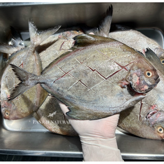 ภาพหน้าปกสินค้าPanich Natural ปลาจาระเม็ดดำ ปลา อาหารทะเล สด ปลอดสารเคมี ที่เกี่ยวข้อง