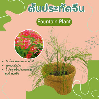 ต้นประทัดจีน Fountain Plant,  firecracker plant ประทัดแตก