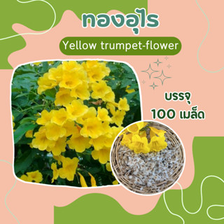 เมล็ดทองอุไร 100 เมล็ด ต้นไม้ฟอกอากาศ Yellow elder, Trumpetbush, Trumpet flower, Yellow trumpet-flower