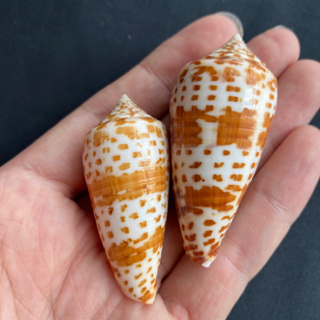 หอยสังข์ทรงกรวย Brown spotted cone conch shell hudie