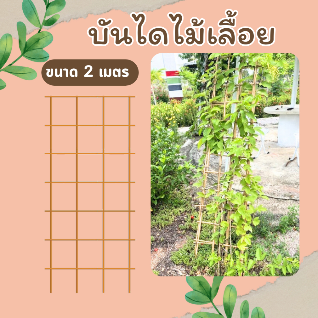 บันไดไม้เลื้อย-2-เมตร-เสาไม้เลื้อย-ส่งฟรี-หลักไม้เลื้อย-ไม้ค้ำต้นไม้-ไม้รวก