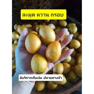 พร้อมส่งจ้า 🍋ละมุดพันธ์กรอบ หวาน สุโขทัย (ขายเป็นกิโล)❌ อย่าสั่งรวมกับสินค้าตัวอื่น photo