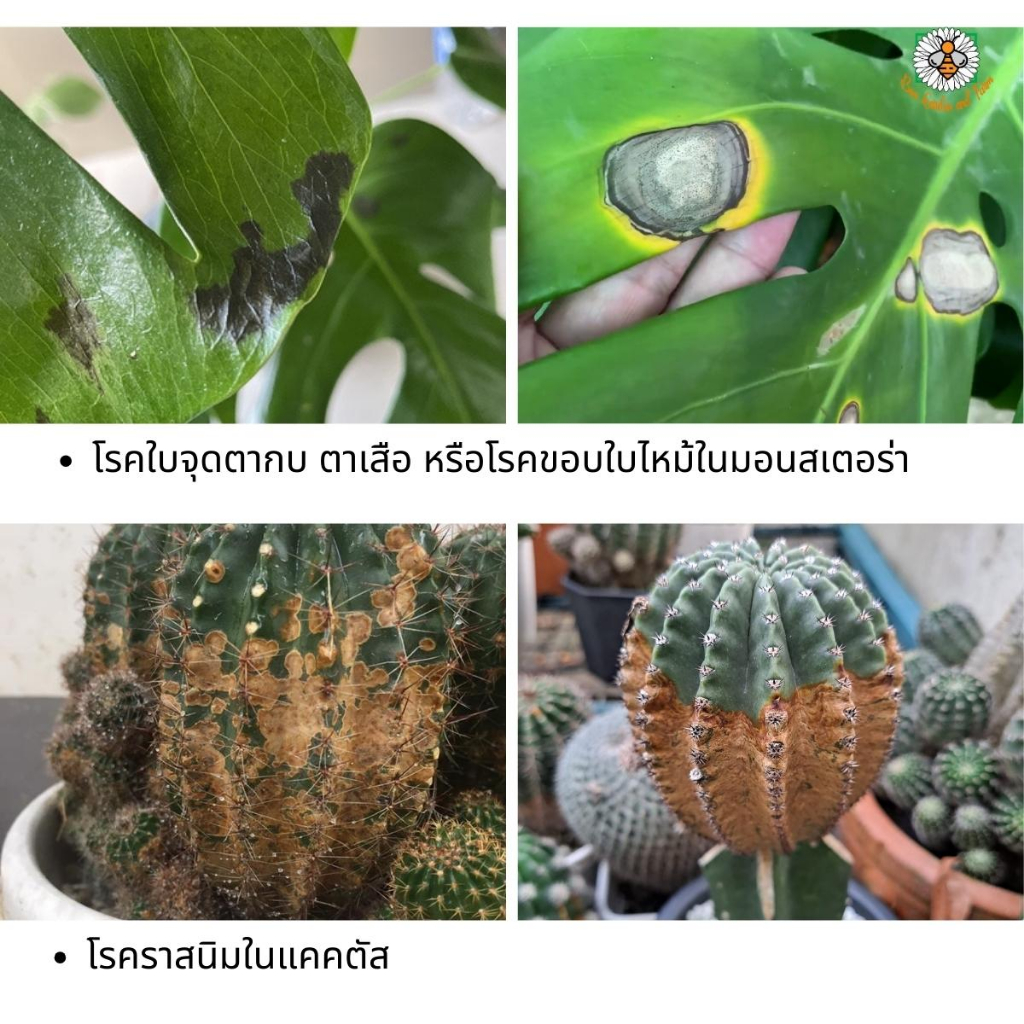 ฟังกูราน-โอเอช-สารป้องกันกำจัดโรคพืชที่เกิดจากเชื้อราและแบคทีเรีย-สูตรทนฝน-ขนาด-100-กรัม