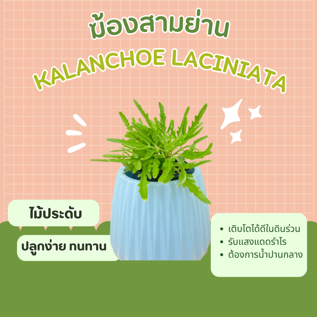 ฆ้องสามย่าน-ทองสามย่าน-kalanchoe-laciniata