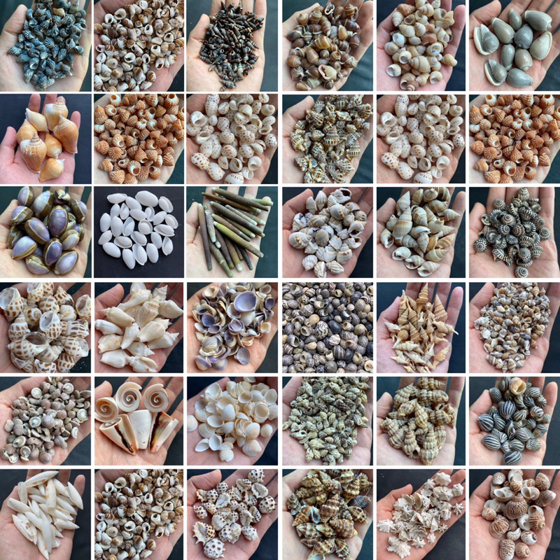 ขายส่งวัสดุตกแต่ง-diy-หอยสังข์ธรรมชาติ-ถุงละ-50-กรัม-wholesale-seashells