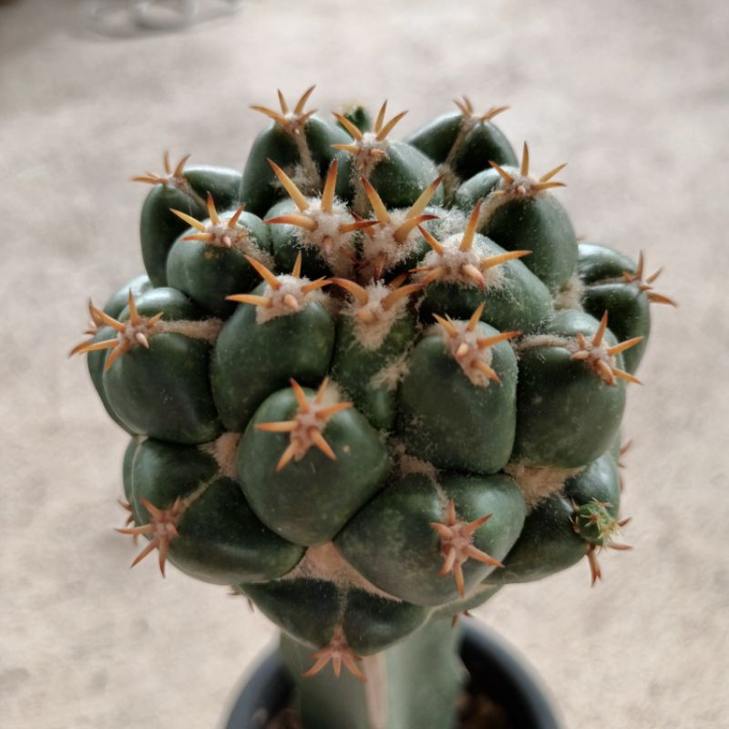 ช้างแคคตัส-coryphantha-elephantidens-ไม้กร๊าฟ