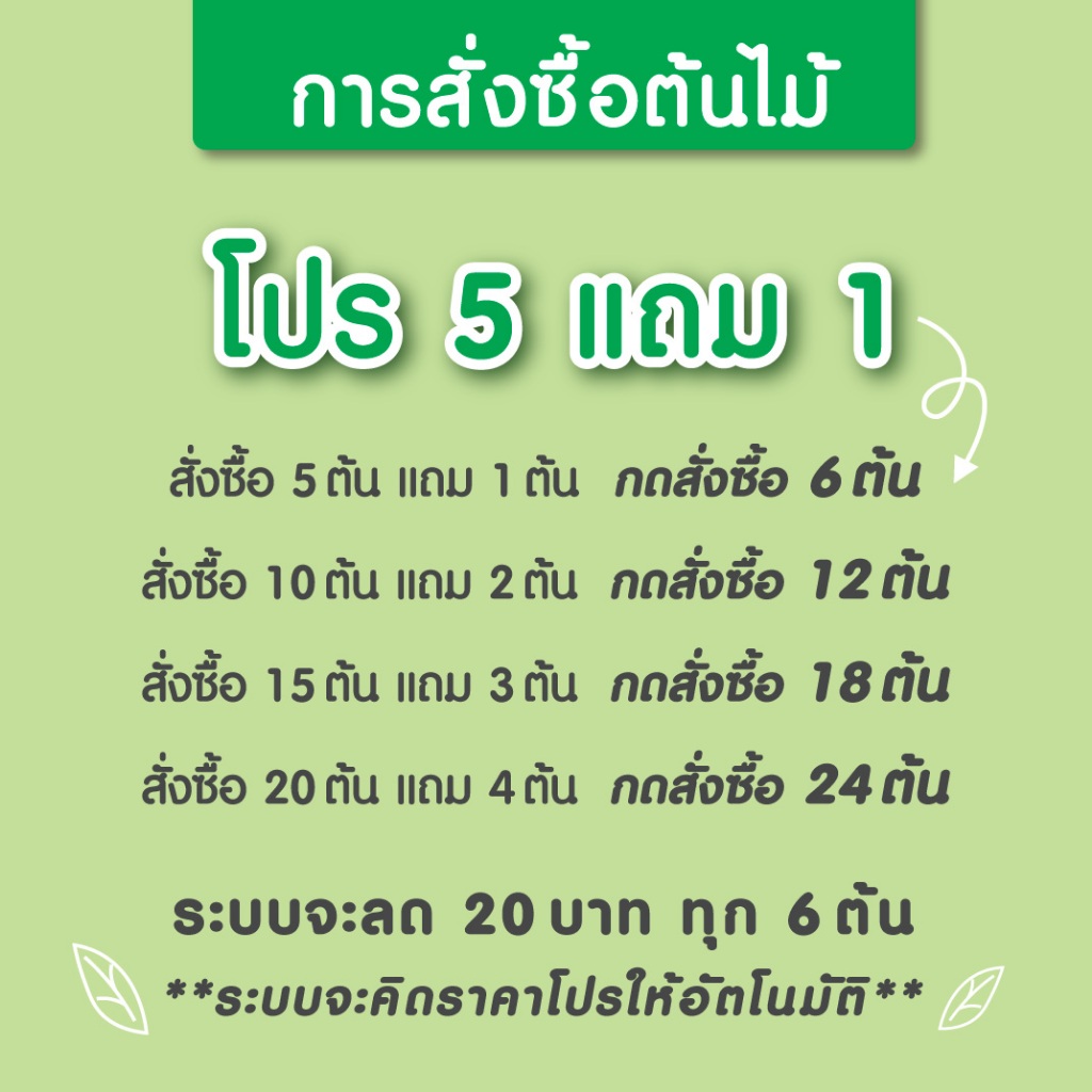 ซื้อ-5-แถม-1-ต้นไม้มงคล-ต้นไม้ฟอกอากาศ-กระถางขนาด-3-นิ้ว-ต้นไม้-plant