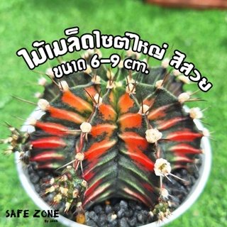 ยิมโนด่างต้นใหญ่ ไม้เมล็ด,ชำหน่อ ขนาด 7-8 cm. gymnocalycium ไซต์แม่พันธุ์