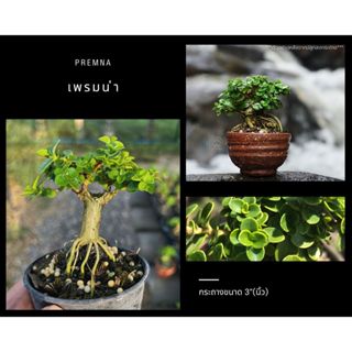 เพรมน่าไต้หวัน [Premna] 🌱ทรงซูโม่ บอนไซจิ๋ว ไม้กระถาง 3”(นิ้ว) กระถาง 4"(นิ้ว)