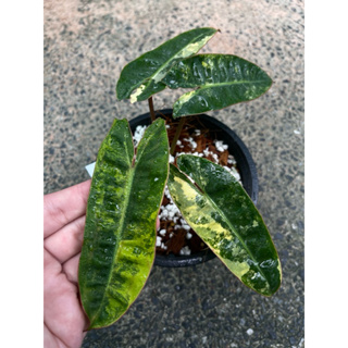 ก้านส้มด่าง ฟิโลก้านส้มด่าง philodendron billietiae variegated ไม้ด่าง ไม้หายาก