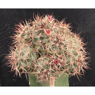 [พร้อมส่ง]🌵แคคตัส  อิชิโนซิริอุส  หนามบิด Echinocereus viridiflorus davisii cactus ไม้กราฟ จำนวน 1 ต้น