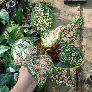 ❤️ (1/11/66) Aglaonema 🌱 อโกลนีมาอัญมณีสามสี 🌱 ไม้ด่าง ไม้ฟอกอากาศ 🌱 [AG]