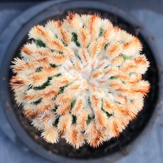 [พร้อมส่ง]🌵 แคคตัส แมมมอนส์ mammillaria  monstruosa cactus ไม้กราฟ จำนวน 1 ต้น