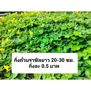 กิ่งถั่วบราซิล กิ่งสด  กิ่งล่ะ 0.5 บาท แถมฟรีทุกออเดอร์