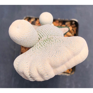 [พร้อมส่ง]🌵 แคคตัส อิพิ โบกิอาย Epithelantha bokei cristata cactus ไม้กราฟ จำนวน 1 ต้น