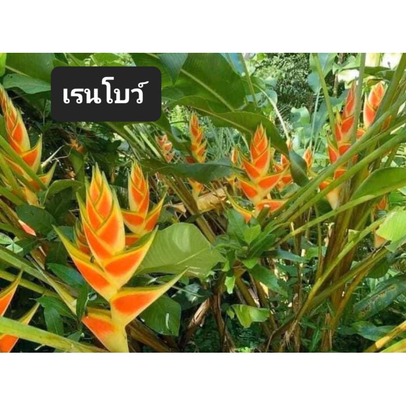 เฮลิโคเนีย-rauuliniana-ดอกสีแดง-กลีบดอกใหญ่เลื้อยยาว