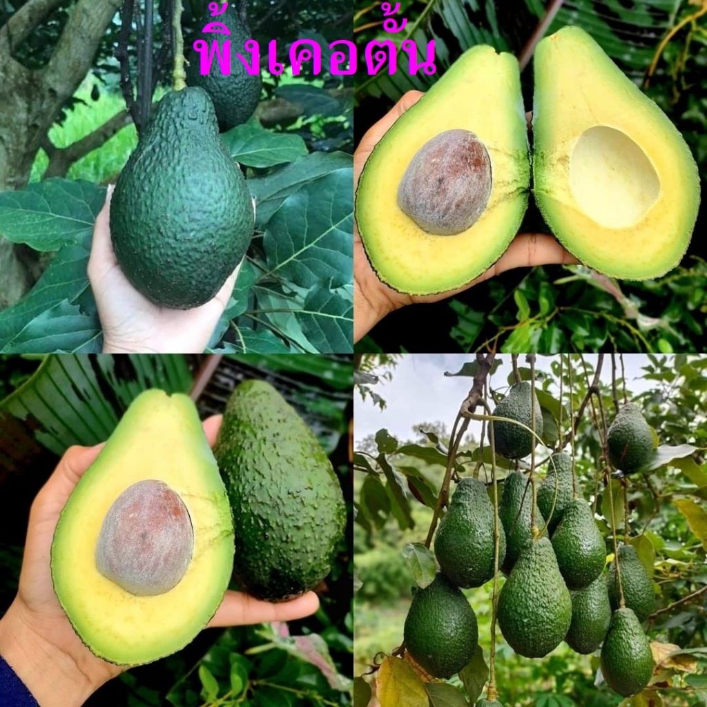 ต้นอะโวคาโด้-เสียบยอด-พันธุ์แท้-พิ้งเคอตั้น-pinkerton-avocado-tree