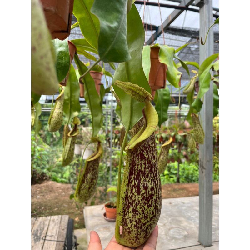 nepenthes-dyeriana-หม้อข้าวหม้อแกงลิงสายพันธุ์ใหญ่สะใจคนชอบหม้อ