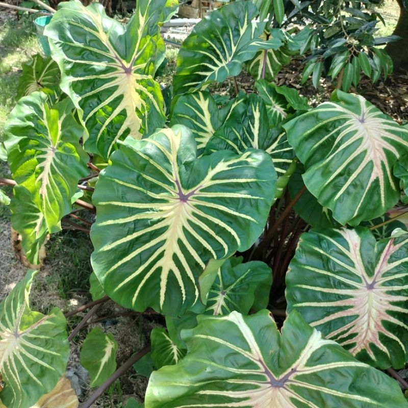 โคโลคาเซียไวท์ลาวา-colocasia-white-lava-เป็นโคลาคาเซียที่หน้าสวยมากๆ