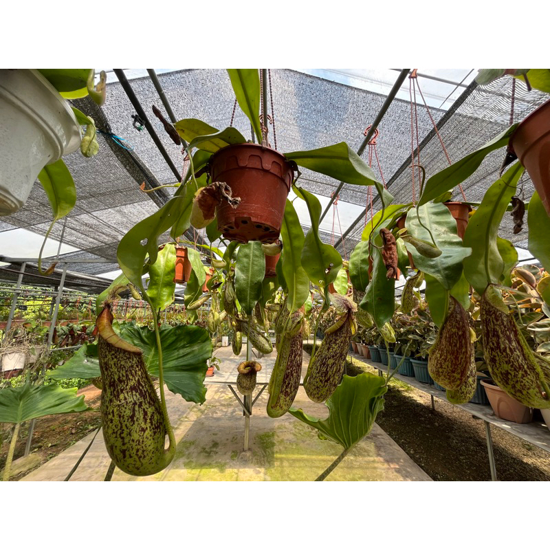 nepenthes-dyeriana-หม้อข้าวหม้อแกงลิงสายพันธุ์ใหญ่สะใจคนชอบหม้อ