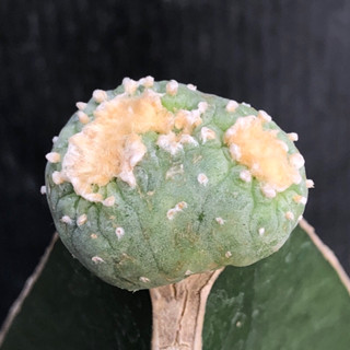 [พร้อมส่ง]🌵 แคคตัส โลโฟมอนส์ lophophora fricii montrose cactus ไม้กราฟ จำนวน 1 ต้น