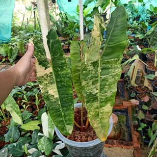 ❤️ (1/11/66) ส่งฟรี❗Philodendron Billietiae 🌱 ฟิโลเดนดรอนก้านส้มด่าง ไม้ยอด, ไม้วางข้อ ด่างทุกใบ 🌱 ไม้ฟอกอากาศ 🌱 [PBC]