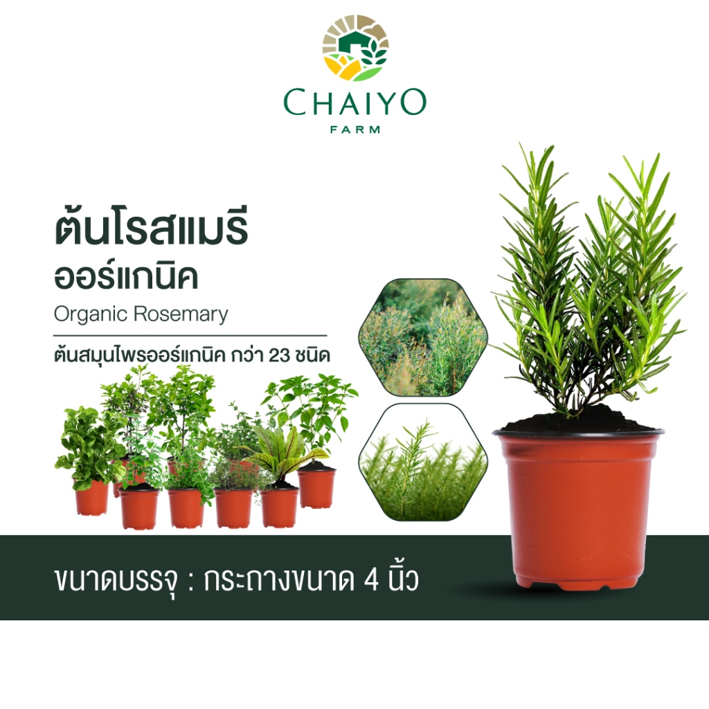 ต้นโรสแมรี-ออร์แกนิค-organic-rosemary-และต้นสมุนไพรออร์แกนิค-กว่า-23-ชนิด-and-organic-herb-23-varieties-กระถาง-4-นิ้ว