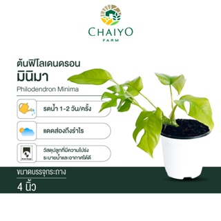 ฟิโลเดนดรอน มินิมา Philodendron Minima กระถาง 4 นิ้ว