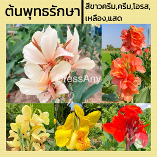 พุทธรักษา ต้นพุทธรักษา 2 หน่อ 35฿ (สีเหลือง,สีโอรส,สีแสด,สีครีม,สีขาวครีม)ส่งแบบหน่อ ห่อตุ้มราก