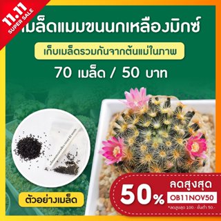 เมล็ดแคคตัส แมมขนนกเหลือง ชุดล่ะ 70 เมล็ด (Mammillaria Schiedeana)