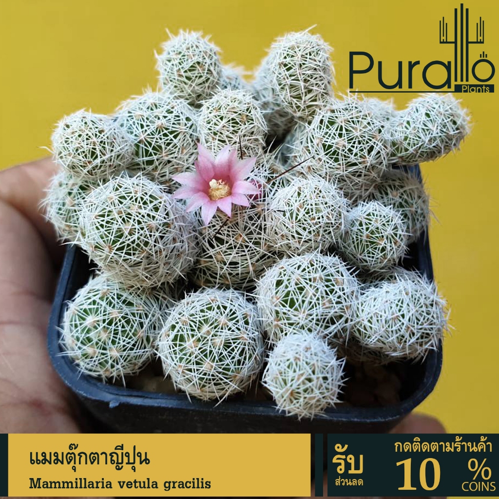 ต้นกระบองเพชร แมมตุ๊กตาญี่ปุ่น Mammillaria Vetula gracilis #mammillaria ...