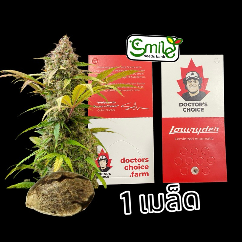 เมล็ดกัญชา Lowryder (Auto) Doctor’s Choice Shopee Thailand
