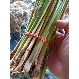 หญ้าแฝกลุ่ม(สงขลา3,)1,000ต้น photo
