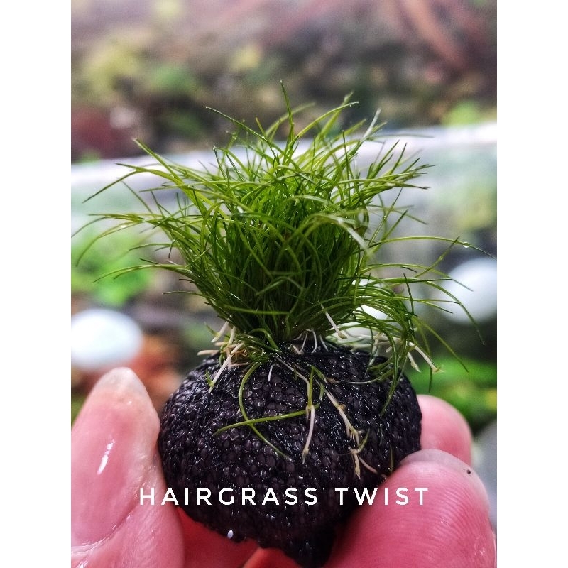 Hairgrass mini ใบน้ำแล้วมีรากพร้อมลงปลูก | Shopee Thailand