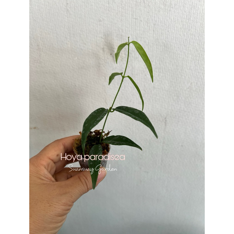 Hoya paradisea โฮยาดอกขาย ขนอุย ปุกปุย น่ารักมาก จัดส่งในกระถางขนาด 1 ...