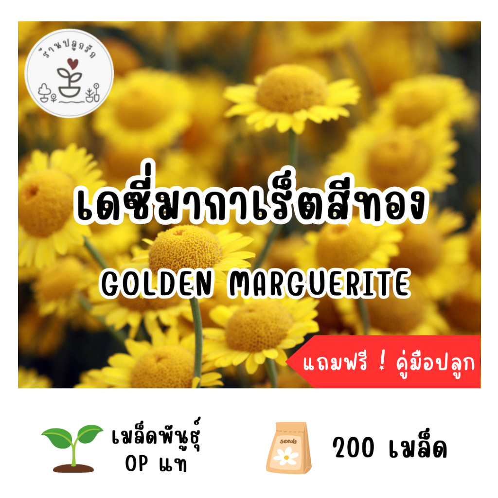 LXG : เมล็ดพันธุ์ ดอกเดซี่มากาเร็ตสีทอง (Golden Marguerite) 200 เมล็ด ...