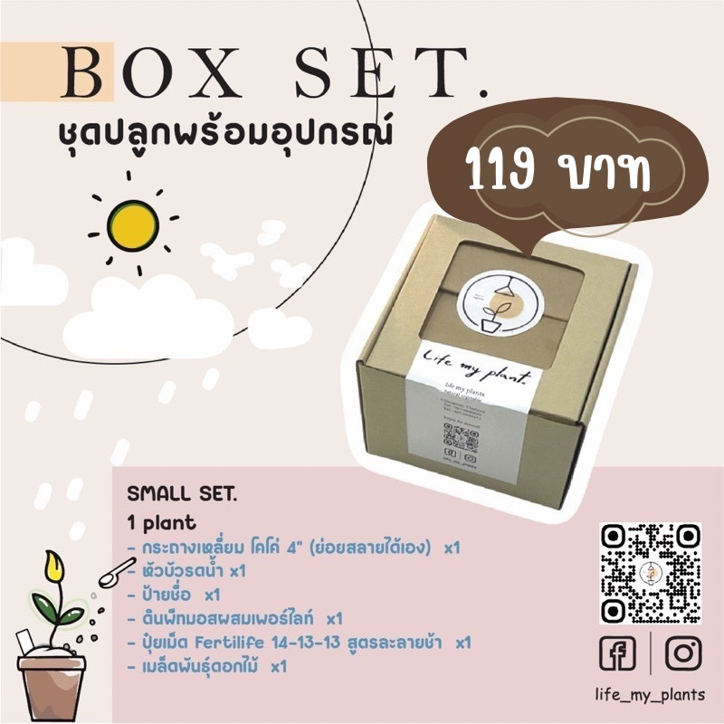 ชุดปลูกดอกไม้ boxset ชุดพร้อมปลูก ชุดของขวัญ gift box | Shopee Thailand