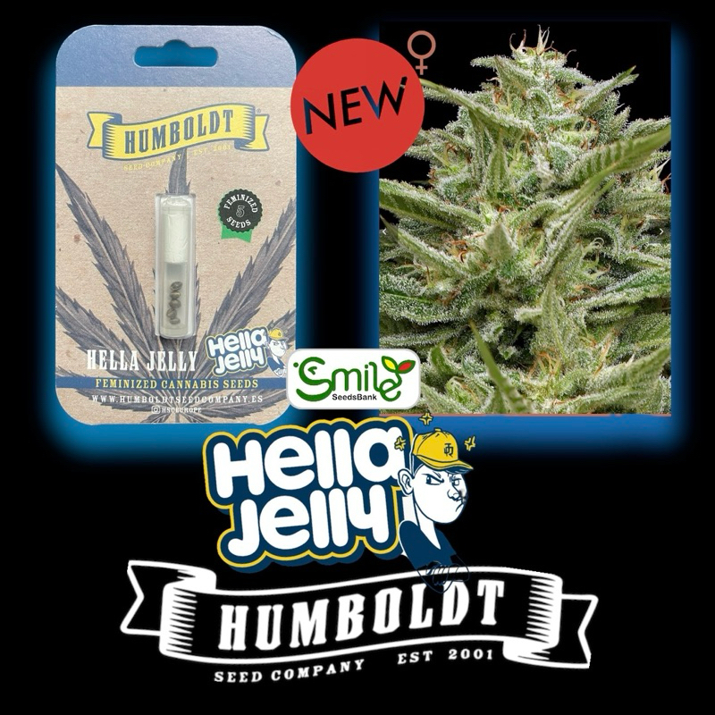 เมล็ดกัญชา Hella Jelly (Fem) Sativa* Humboldt Seed Company Shopee