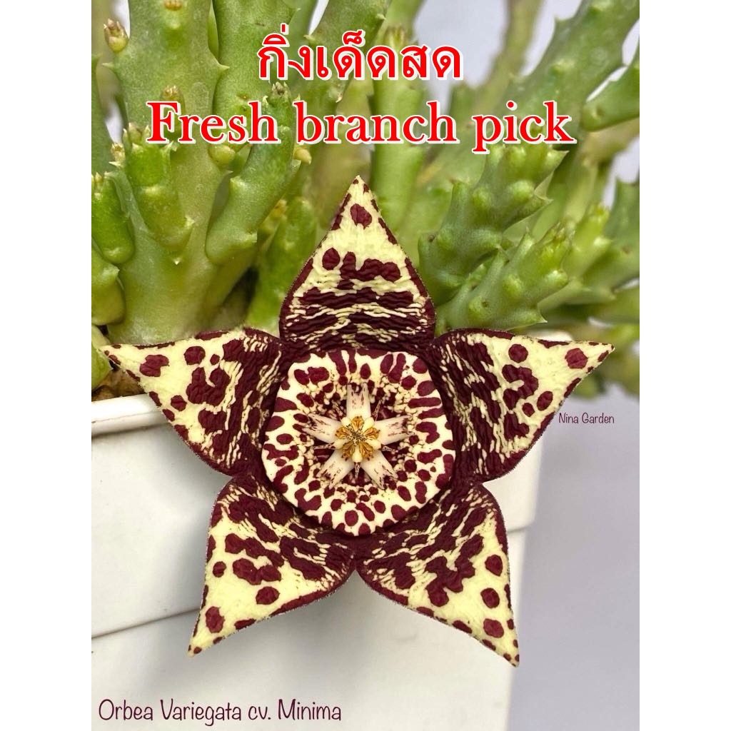เก๋งจีน Orbea Variegata cv. Minima  *กิ่งเด็ดสด* แคคตัส ไม้อวบน้ำ Cactus and Succulent