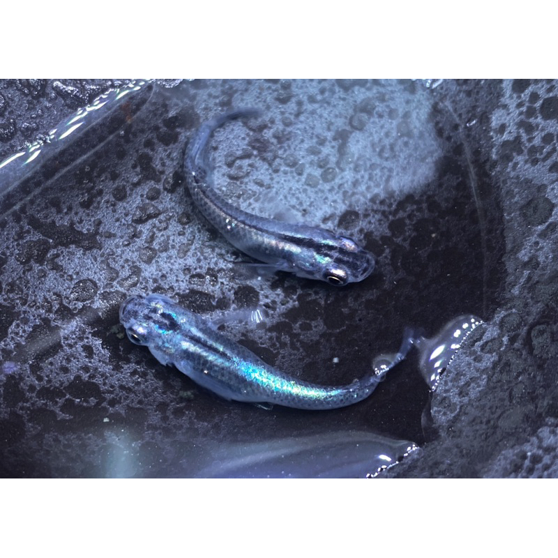 ขวดไข่ปลาเมดากะ Merriage wide fin x Black rame F2 | Shopee Thailand