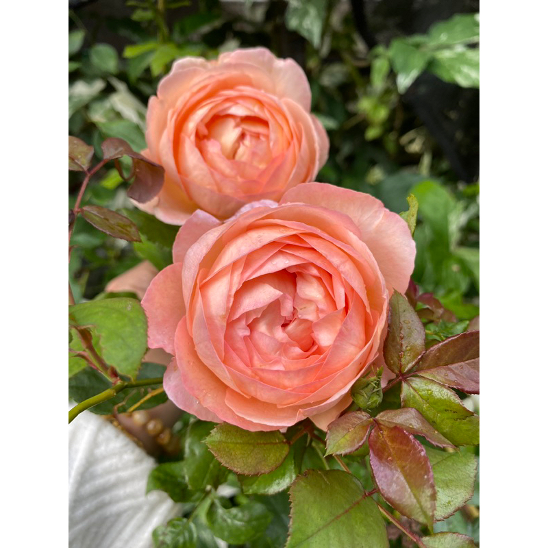 Robin Rose 🌹 #โรบิ้นโรส #Robin #Robinrose 🌹กุหลาบญี่ปุ่น หอมแรง ...