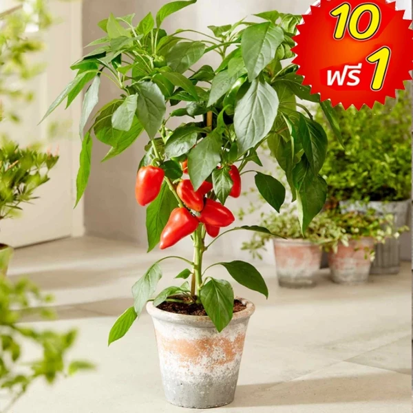 พริกหวานแคระ📌10แถม1!!🎯ถูกที่สุด 10บ.🎯เมล็ดพันธุ์พริกหวานแคระคละสี 10-60 เมล็ด🌶️ปลูกง่าย🌿ใช้พื้นที่น้อย🌿สีสวย🌶️ทานอร่อย