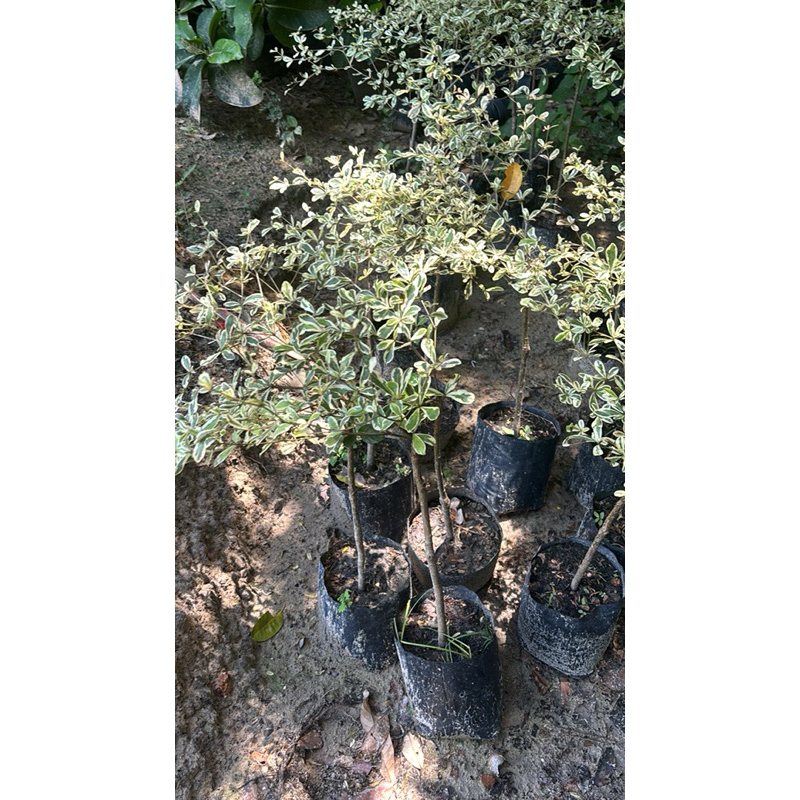 หูกระจงด่าง หูกระจงแคระด่าง Terminalia fatraea (Poir.) DC. 60-80cm ...