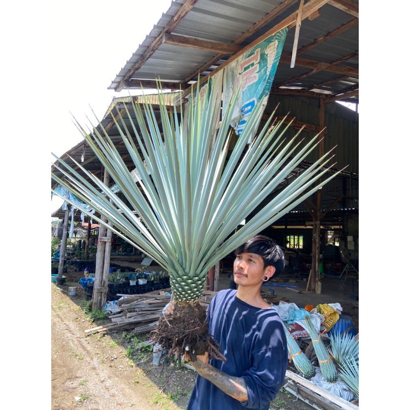 Yucca rigida ยุคค่าริจิด้าใบฟ้า size 90-100cm. | Shopee Thailand